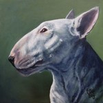 Bull terrier  -  Ell